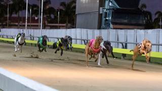 Pickard hopes Daniel can sparkle in Easter Sprint Final